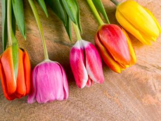 Różnorodność tulipanów – klasyfikacja i odmiany