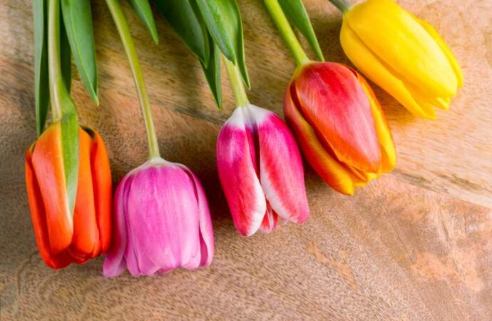 Różnorodność tulipanów - klasyfikacja i odmiany
