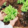Przygotowanie sałaty z rozsady: porady dotyczące uprawy i sadzenia do gruntu