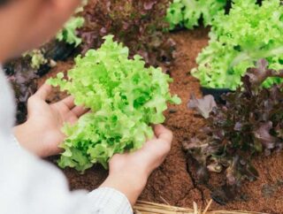 Przygotowanie sałaty z rozsady: porady dotyczące uprawy i sadzenia do gruntu