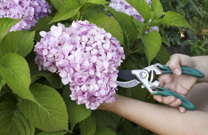 Jak pielęgnować hortensję krzewiastą – techniki cięcia, uprawa i najpopularniejsze odmiany